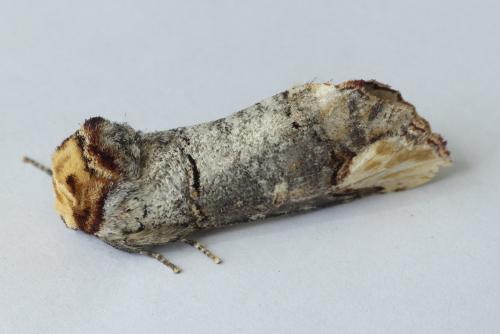 Phalera bucephala